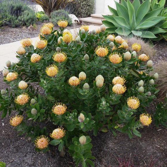 Meet your Posher, Posh - Picture 3 of 10